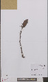  (Orobanche lutea - L 0895655)  @11 [ ] CreativeCommons - Attribution Non-Commercial Share-Alike (2012) Naturalis Biodiversity center Naturalis Biodiversity center