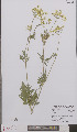  (Chaerophyllum aureum - L 0895677)  @11 [ ] CreativeCommons - Attribution Non-Commercial Share-Alike (2012) Naturalis Biodiversity center Naturalis Biodiversity center