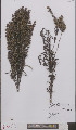  (Artemisia selengensis - L 0895691)  @11 [ ] CreativeCommons - Attribution Non-Commercial Share-Alike (2012) Naturalis Biodiversity center Naturalis Biodiversity center