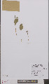  (Ophioglossum vulgatum - L 0895714)  @11 [ ] CreativeCommons - Attribution Non-Commercial Share-Alike (2012) Naturalis Biodiversity center Naturalis Biodiversity center