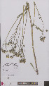  (Crepis vesicaria taraxacifolia - L 0895829)  @11 [ ] CreativeCommons - Attribution Non-Commercial Share-Alike (2012) Naturalis Biodiversity center Naturalis Biodiversity center