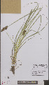  (Carex vulpina - L 0895757)  @11 [ ] CreativeCommons - Attribution Non-Commercial Share-Alike (2012) Naturalis Biodiversity center Naturalis Biodiversity center