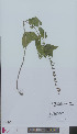  (Scutellaria altissima - L 0896298)  @11 [ ] CreativeCommons - Attribution Non-Commercial Share-Alike (2012) Naturalis Biodiversity center Naturalis Biodiversity center