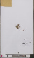  (Orobanche reticulata - L 0893251)  @11 [ ] CreativeCommons - Attribution Non-Commercial Share-Alike (2012) Naturalis Biodiversity center Naturalis Biodiversity center