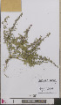  (Chenopodium foliosum - L 0893556)  @11 [ ] CreativeCommons - Attribution Non-Commercial Share-Alike (2012) Naturalis Biodiversity center Naturalis Biodiversity center