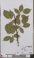  (Rubus sulcatus - L 0893390)  @11 [ ] CreativeCommons - Attribution Non-Commercial Share-Alike (2012) Naturalis Biodiversity center Naturalis Biodiversity center