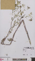 (Chaerophyllum bulbosum - L 0896382)  @11 [ ] CreativeCommons - Attribution Non-Commercial Share-Alike (2012) Naturalis Biodiversity center Naturalis Biodiversity center