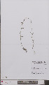  (Myosotis scorpioides nemorosa - L 0896742)  @11 [ ] CreativeCommons - Attribution Non-Commercial Share-Alike (2012) Naturalis Biodiversity center Naturalis Biodiversity center