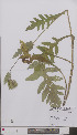  (Cirsium oleraceum - L 0896743)  @11 [ ] CreativeCommons - Attribution Non-Commercial Share-Alike (2012) Naturalis Biodiversity center Naturalis Biodiversity center