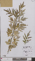  (Artemisia x wurzellii - L 0896887)  @11 [ ] CreativeCommons - Attribution Non-Commercial Share-Alike (2012) Naturalis Biodiversity center Naturalis Biodiversity center