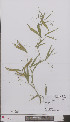  (Lathyrus sylvestris - L 0896949)  @11 [ ] CreativeCommons - Attribution Non-Commercial Share-Alike (2012) Naturalis Biodiversity center Naturalis Biodiversity center