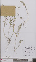  (Chenopodium pumilio - L 0896939)  @11 [ ] CreativeCommons - Attribution Non-Commercial Share-Alike (2012) Naturalis Biodiversity center Naturalis Biodiversity center