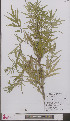  (Artemisia verlotiorum - L 0897064)  @11 [ ] CreativeCommons - Attribution Non-Commercial Share-Alike (2012) Naturalis Biodiversity center Naturalis Biodiversity center