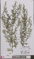  (Artemisia princeps - L 0897066)  @11 [ ] CreativeCommons - Attribution Non-Commercial Share-Alike (2012) Naturalis Biodiversity center Naturalis Biodiversity center