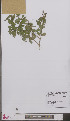  (Ligustrum ovalifolium - L 0897071)  @11 [ ] CreativeCommons - Attribution Non-Commercial Share-Alike (2012) Naturalis Biodiversity center Naturalis Biodiversity center