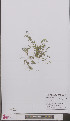  (Polygala serpyllifolia - L 0897205)  @11 [ ] CreativeCommons - Attribution Non-Commercial Share-Alike (2012) Naturalis Biodiversity center Naturalis Biodiversity center