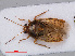  (Deraeocoris lutescens - RMNH.INS.536789)  @14 [ ] CreativeCommons - Attribution Non-Commercial Share-Alike (2013) Unspecified Naturalis Biodiversity Center