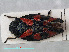  (Cercopis vulnerata - RMNH.INS.536806)  @13 [ ] CreativeCommons - Attribution Non-Commercial Share-Alike (2013) Unspecified Naturalis Biodiversity Center