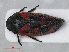  (Haematoloma - RMNH.INS.536814)  @14 [ ] CreativeCommons - Attribution Non-Commercial Share-Alike (2013) Unspecified Naturalis Biodiversity Center