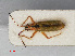  (Teratocoris antennatus - RMNH.INS.541994)  @13 [ ] CreativeCommons - Attribution Non-Commercial Share-Alike (2013) Unspecified Naturalis Biodiversity Center