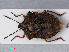  (Carpocoris purpureipennis - RMNH.INS.544901)  @13 [ ] CreativeCommons - Attribution Non-Commercial Share-Alike (2013) Unspecified Naturalis Biodiversity Center