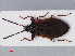  (Gastrodes grossipes - RMNH.INS.544914)  @13 [ ] CreativeCommons - Attribution Non-Commercial Share-Alike (2013) Unspecified Naturalis Biodiversity Center