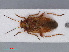 (Agnocoris reclairei - RMNH.INS.545040)  @13 [ ] CreativeCommons - Attribution Non-Commercial Share-Alike (2013) Unspecified Naturalis Biodiversity Center