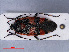  (Deraeocoris trifasciatus - RMNH.INS.545139)  @14 [ ] CreativeCommons - Attribution Non-Commercial Share-Alike (2013) Unspecified Naturalis Biodiversity Center