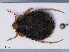 (Aphelocheiridae - RMNH.INS.545163)  @13 [ ] CreativeCommons - Attribution Non-Commercial Share-Alike (2013) Unspecified Naturalis Biodiversity Center