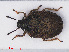  (Podops inunctus - RMNH.INS.545933)  @13 [ ] CreativeCommons - Attribution Non-Commercial Share-Alike (2013) Unspecified Naturalis Biodiversity Center
