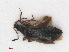  (Anthocoris limbatus - RMNH.INS.545991)  @12 [ ] CreativeCommons - Attribution Non-Commercial Share-Alike (2013) Unspecified Naturalis Biodiversity Center