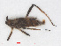  (Macrosiphoniella artemisiae - RMNH.INS.548153)  @12 [ ] CreativeCommons - Attribution Non-Commercial Share-Alike (2013) Unspecified Naturalis Biodiversity Center