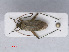  (Adelphocoris quadripunctatus - RMNH.INS.552791)  @14 [ ] CreativeCommons - Attribution Non-Commercial Share-Alike (2013) Unspecified Naturalis Biodiversity Center