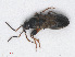  (Ischnocoris - RMNH.INS.552848)  @13 [ ] CreativeCommons - Attribution Non-Commercial Share-Alike (2013) Unspecified Naturalis Biodiversity Center