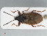  (Gastrodes abietum - RMNH.INS.554172)  @14 [ ] CreativeCommons - Attribution Non-Commercial Share-Alike (2013) Unspecified Naturalis Biodiversity Center