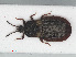  (Aneurus avenius - RMNH.INS.554189)  @13 [ ] CreativeCommons - Attribution Non-Commercial Share-Alike (2013) Unspecified Naturalis Biodiversity Center