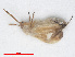  (Orthotylus ericetorum ericetorum - RMNH.INS.554270)  @12 [ ] CreativeCommons - Attribution Non-Commercial Share-Alike (2013) Unspecified Naturalis Biodiversity Center