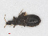  (Xylocoridea brevipennis - RMNH.INS.554277)  @12 [ ] CreativeCommons - Attribution Non-Commercial Share-Alike (2013) Unspecified Naturalis Biodiversity Center