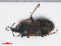  (Anthocoris gallarumulmi - RMNH.INS.554322)  @13 [ ] CreativeCommons - Attribution Non-Commercial Share-Alike (2013) Unspecified Naturalis Biodiversity Center