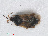  (Orius laticollis laticollis - RMNH.INS.554334)  @13 [ ] CreativeCommons - Attribution Non-Commercial Share-Alike (2013) Unspecified Naturalis Biodiversity Center