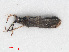  (Dicyphus annulatus - RMNH.INS.555517)  @13 [ ] CreativeCommons - Attribution Non-Commercial Share-Alike (2013) Unspecified Naturalis Biodiversity Center