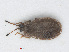 (Acalypta platycheila - RMNH.INS.558201)  @13 [ ] CreativeCommons - Attribution Non-Commercial Share-Alike (2013) Unspecified Naturalis Biodiversity Center