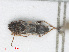  (Nysius ericae ericae - RMNH.INS.558590)  @12 [ ] CreativeCommons - Attribution Non-Commercial Share-Alike (2013) Unspecified Naturalis Biodiversity Center