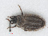  (Acalypta marginata - RMNH.INS.558663)  @13 [ ] CreativeCommons - Attribution Non-Commercial Share-Alike (2013) Unspecified Naturalis Biodiversity Center