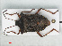  (Pentatoma rufipes - RMNH.INS.558699)  @13 [ ] CreativeCommons - Attribution Non-Commercial Share-Alike (2013) Unspecified Naturalis Biodiversity Center