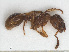  (Myrmica tulinae - RMNH.INS.546482)  @13 [ ] CreativeCommons - Attribution Non-Commercial Share-Alike (2013) Unspecified Naturalis Biodiversity Center