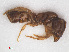  (Hypoponera ergatandria - RMNH.INS.546494)  @13 [ ] CreativeCommons - Attribution Non-Commercial Share-Alike (2013) Unspecified Naturalis Biodiversity Center