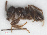  (Lasius niger - RMNH.INS.549440)  @14 [ ] CreativeCommons - Attribution Non-Commercial Share-Alike (2013) Unspecified Naturalis Biodiversity Center