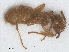  (Lasius meridionalis - RMNH.INS.549460)  @14 [ ] CreativeCommons - Attribution Non-Commercial Share-Alike (2013) Unspecified Naturalis Biodiversity Center