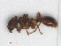  (Myrmica scabrinodis - RMNH.INS.549502)  @14 [ ] CreativeCommons - Attribution Non-Commercial Share-Alike (2013) Unspecified Naturalis Biodiversity Center